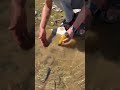 Pinpointing  in river detecting underwater #metaldetecting #underwater #hunting #hunter #viral ￼