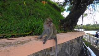 Monkey's Capoeira