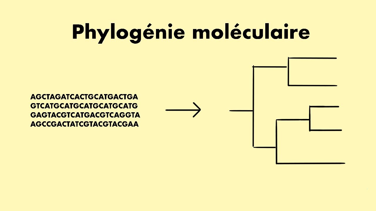 TOUT COMPRENDRE A LA PHYLOGENIE (TRI DE LIGNÉE, MODÈLES EVOLUTIFS, CORRECTIONS)