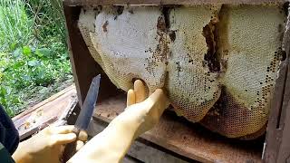 รังเดียว10ขวด ทำกล่องเลี้ยงผึ้งโพรงป่าแบบง่ายๆแต่ใด้น้ำผึ้งเยอะมาก