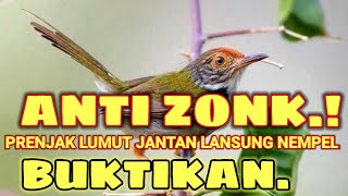 suara pikat prenjak lumut paling ampuh