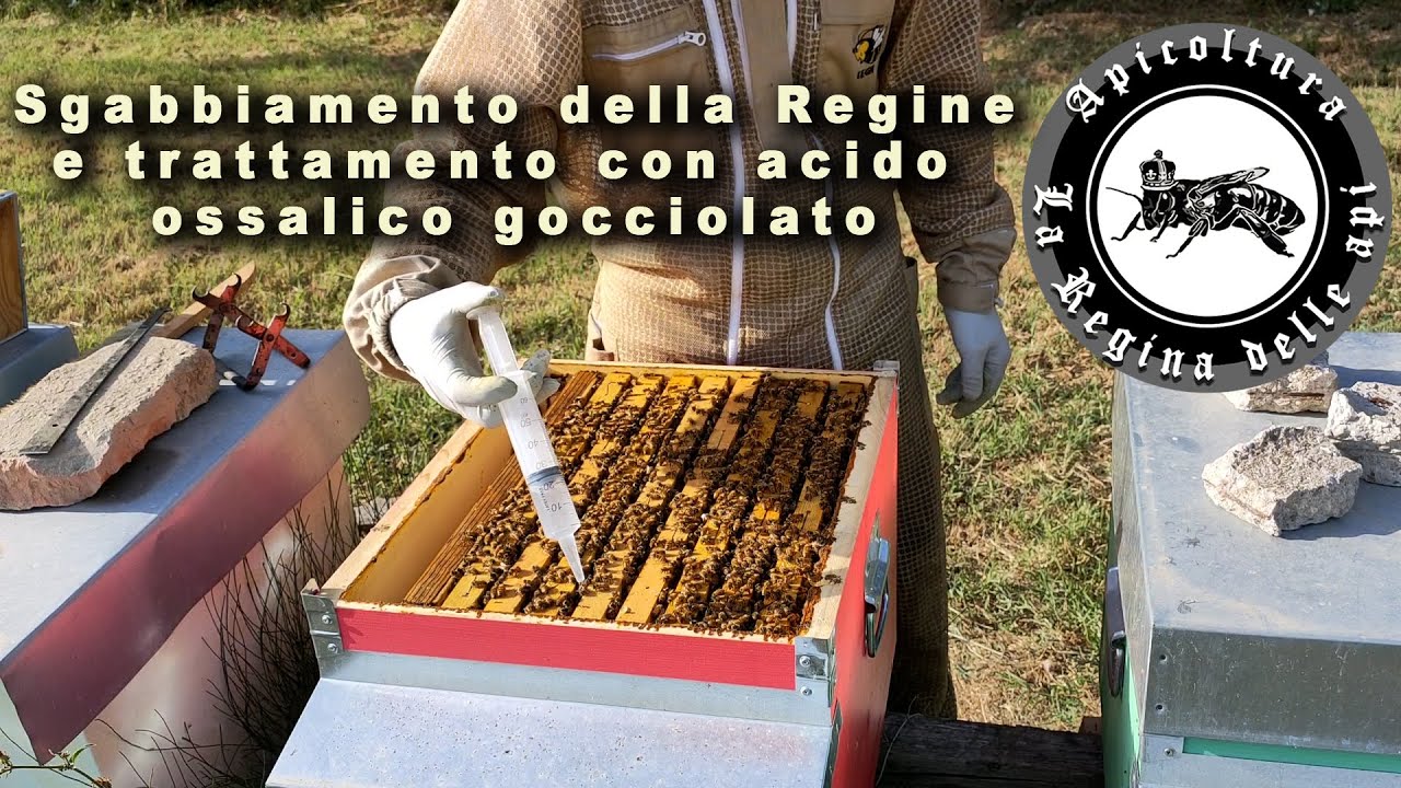 Trattamento estivo con acido ossalico gocciolato