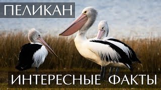 Пеликан - интересные факты