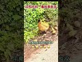 鸡 Mp3 Mp4 Free download