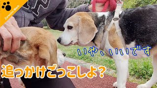 Beagle dog Zarechin still hates dogs!