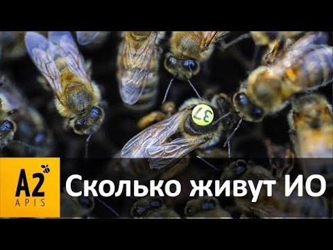 Купить Пчеломаток Искусственного Осеменения В Краснодарском Крае