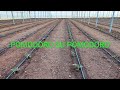 Si può trapiantare Pomodoro subito dopo aver estirpato Pomodoro ?