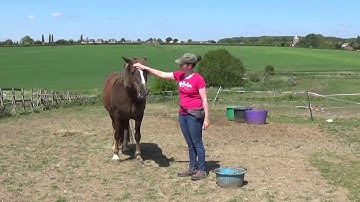 Raven - Targeting Face To Hand/Face Touch Acceptance Session || Horse Clicker Training