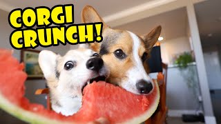 Crazy CORGIS CRUNCHING On Watermelon || Life After College: Ep. 707