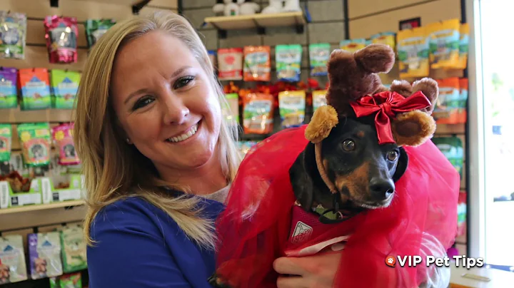 Keep Your Pets Safe During the Holidays