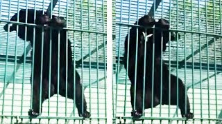 🐻Медведь танцует | Bear dancing 🐻Медведь танцует | Bear dancing