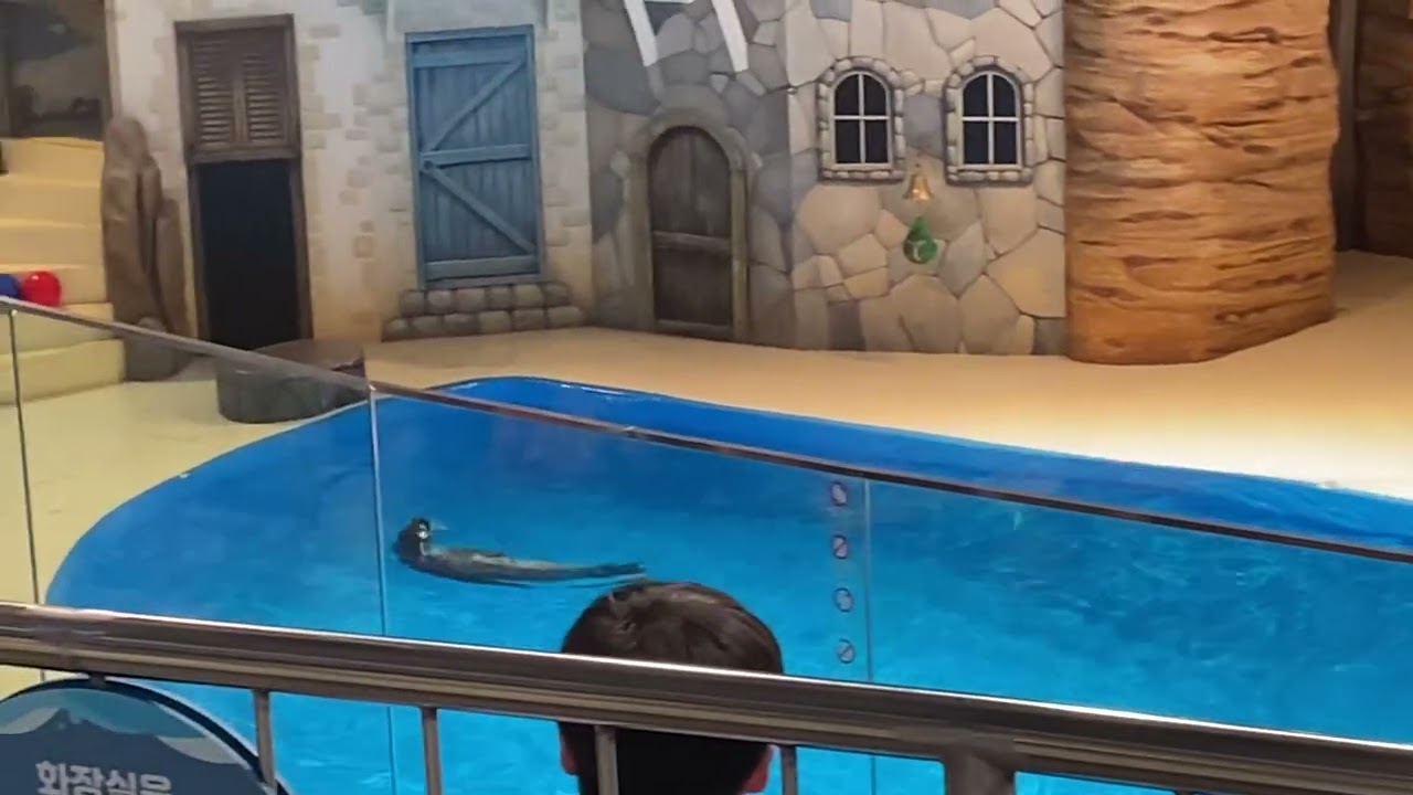 旅遊看sea lion