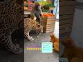 Leopard 🐆,Baboon 🐒,and a Cat🐈 walk into a store 표범🐆,개코원숭이 🐒,그리고 고양이🐈가 가게에 들어왔다ヒョウ🐆、ヒヒ🐒、そして猫🐈が店に入ってきた
