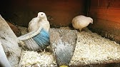 Keeping Coturnix Japanese Quail Youtube