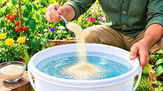 Just 1 Spoon of Yeast in a Bucket of Water — Watch Your Tomatoes & Cucumbers EXPLODE With Growth!