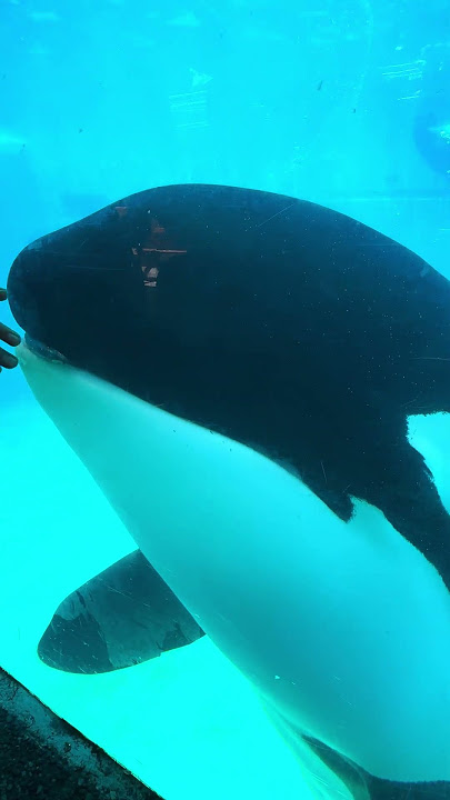 Orkid at SeaWorld San Diego