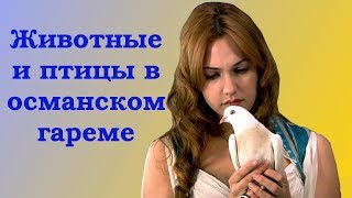 Каких животных и птиц держали в османском гареме? Каких животных и птиц держали в османском гареме?