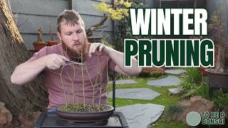 Winter Pruning My Japanese Maple Bonsai Forest | Building Better Ramification