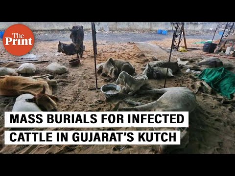 Mass burials, open carcasses as cattle die of lumpy skin disease in Kutch