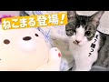 猫のぬいぐるみ抱き枕ねこまるとすだっちゃんは仲良くなれるかな？