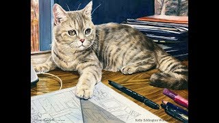 Cat Speed Painting--Scottish Straight Tabby