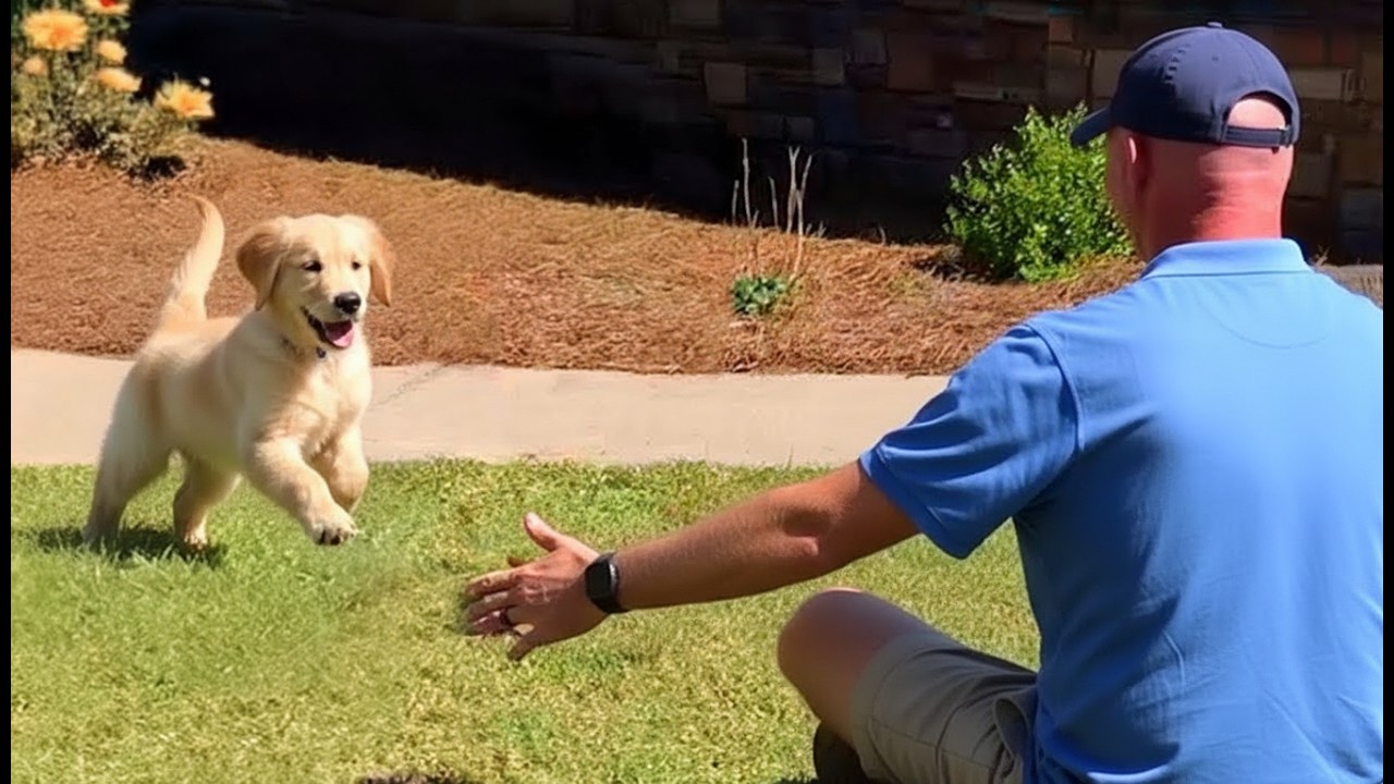 Dogs React to Their Owners Coming Home!