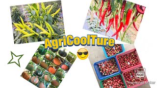 Beauty Of Farming La-La World