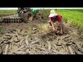 Amazing Fishing After Tractor Growing Rice - Best Catching Catfish Under Secret Mud
