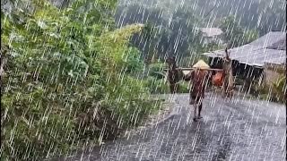 The Beautiful View in My Village When it Rains||a Beautiful Village Full of Greenery and Lush Plants