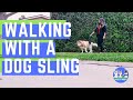 HUSKY TPLO SURGERY DOG RECOVERY | Using a sling to help your dog walk - Feat. Toldi Dog Lift Harness
