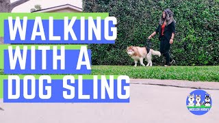 HUSKY TPLO SURGERY DOG RECOVERY | Using a sling to help your dog walk  Feat. Toldi Dog Lift Harness