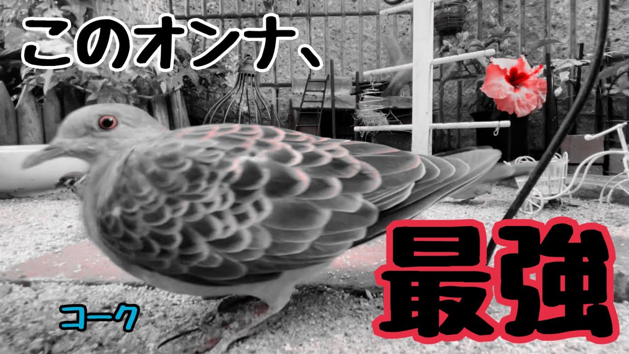 今日の小庭総集編(鳩数10羽以上)250616 - YouTube