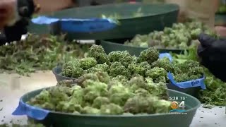 Safety Alert: Hitting The Road High