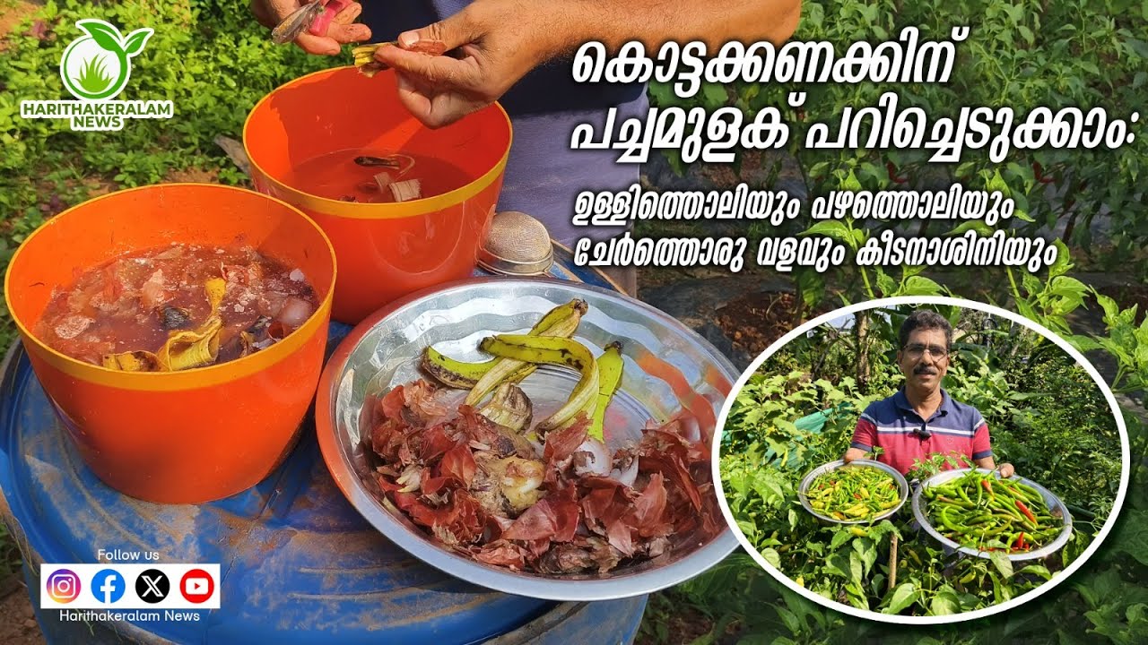 കൊട്ടക്കണക്കിന് പച്ചമുളക് പറിച്ചെടുക്കാന്‍ പ്രയോഗിക്കാം ഈ അത്ഭുത വളം