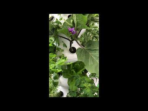 Pruning Eggplants