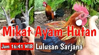 Sangat Seru!!! Mikat Ayam Hutan di Bulan Ramadhan