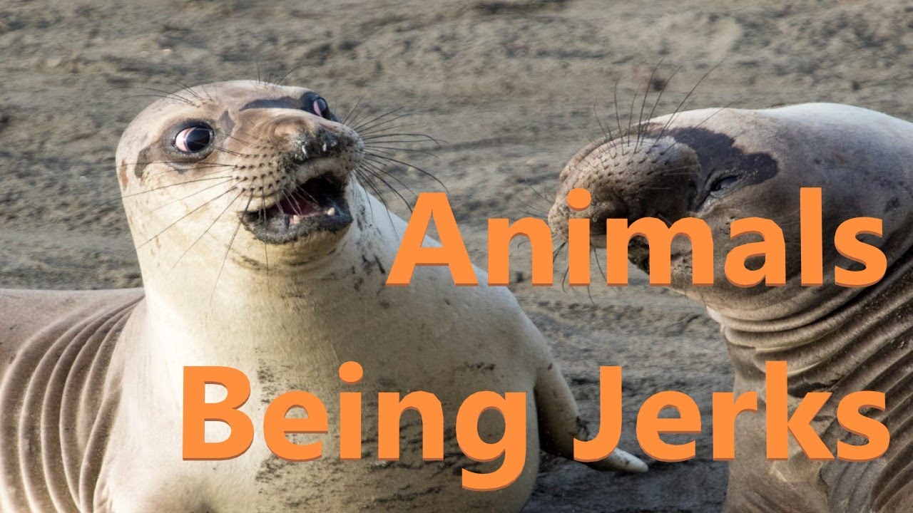 ⁣Lesson Plan: Animals Being Funny Jerks