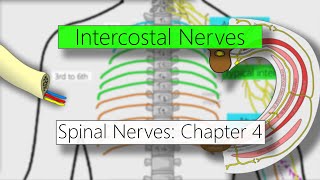 Intercostal nerves | Nervous system | 4K | Spinal nerves: Chapter 4