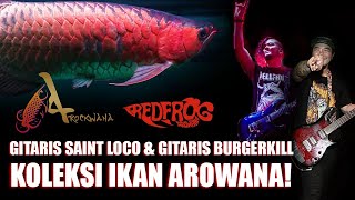 Arockwana Vlog #10 | Red Frog Agung Burgerkill pelihara Arwana | persamaan seni dan Arwana Super Red