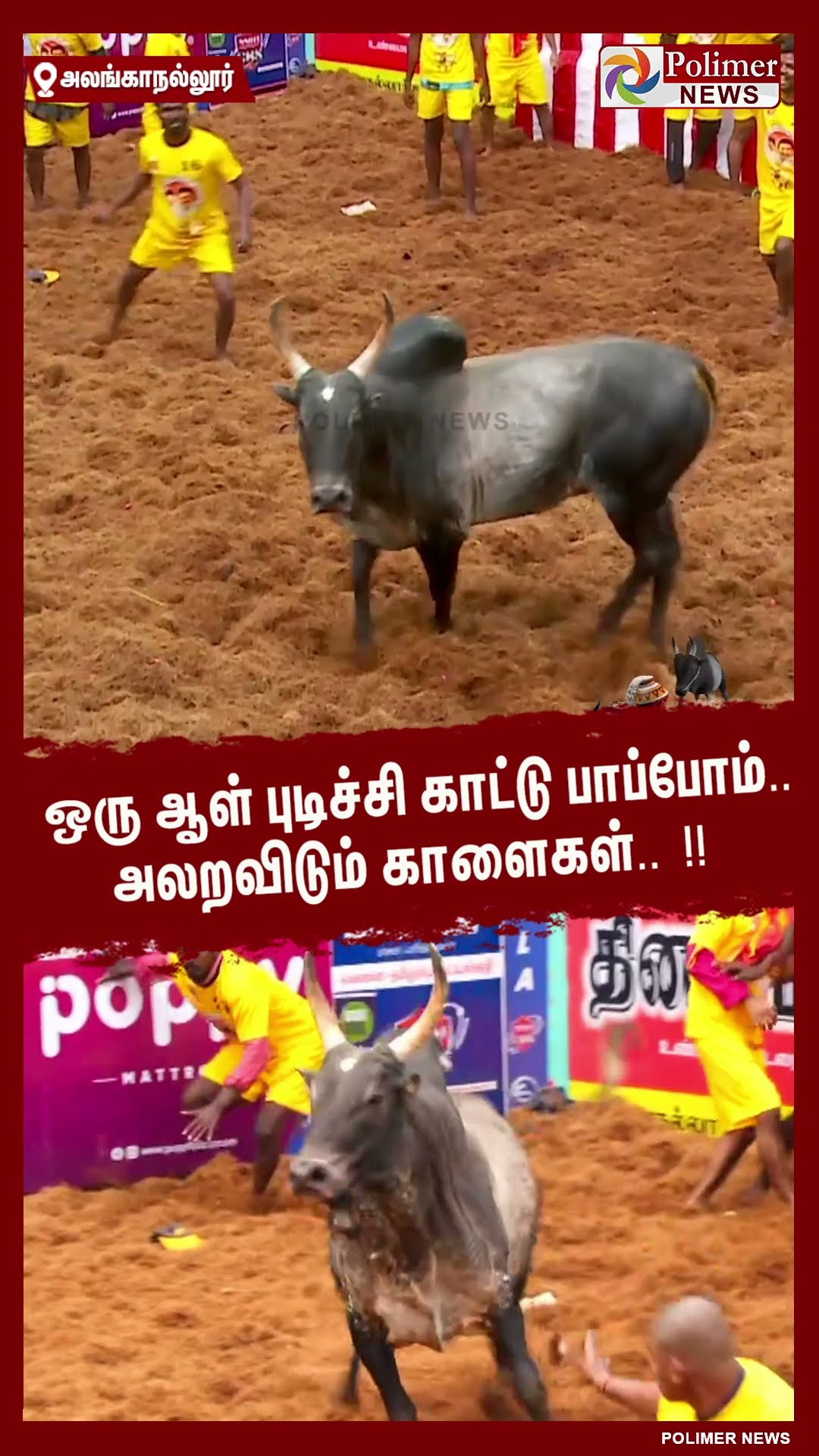 ஒரு ஆள் புடிச்சி காட்டு பாப்போம்.. அலறவிடும் காளைகள்.. !! #shorts | #alanganallurjallikattu