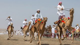 Arabic Memes (Pt 7) Love Halal Camel