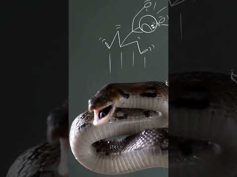 ماذا لو ت ركت وحدك في الأمازون