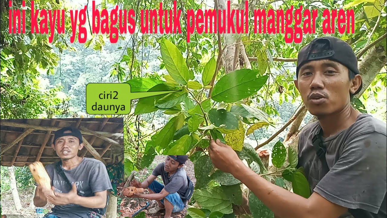 kayu inih cara yg tepat buat pemukul manggar aren