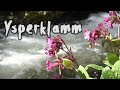 Ysperklamm-Hike through a gorge in Austria and discover beautiful butterflies and plants