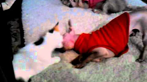 Watch the video about Mexican hairless dog and cat playing