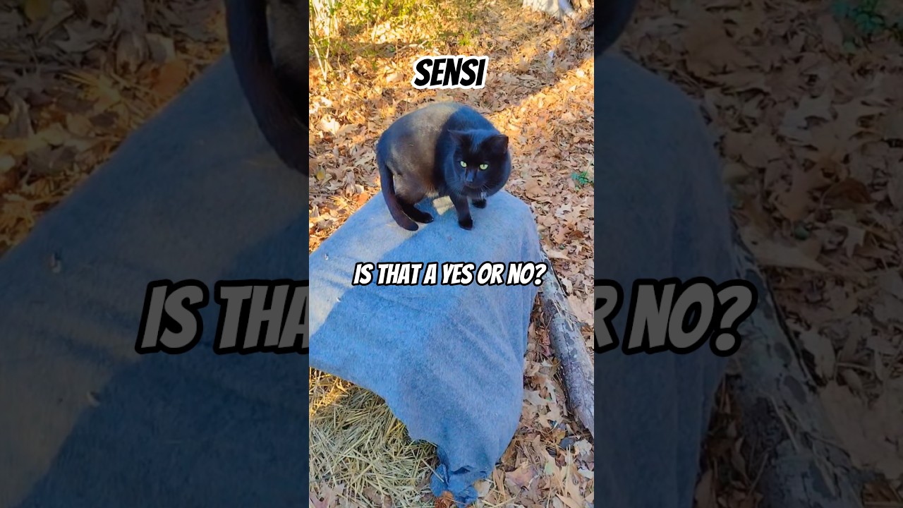 Признаки указывают на то, что, возможно, 🤔 Милый черный кот #шорты