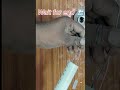 How to make torch 🔦 light#experiment   #diy #howtomake #electric #lifeisbutadream #shorts