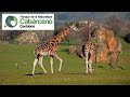 Parque de CABÁRCENO 4K: Parque de la Naturaleza y Safari de Animales | 3# Cantabria | España