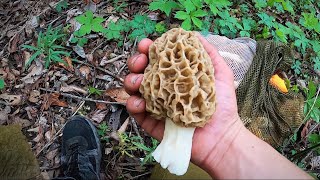 Morel Mushroom Hunting 2022 (HUGE YELLOWS)