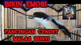 CENDET MANAPUN BAKAL GACOR DENGAN SUARA CENDET INI